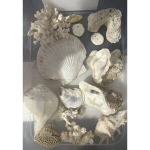 Large Shell & Coral Collection - Murex, Conch, Scallop, Cowrie, Olive & Triton